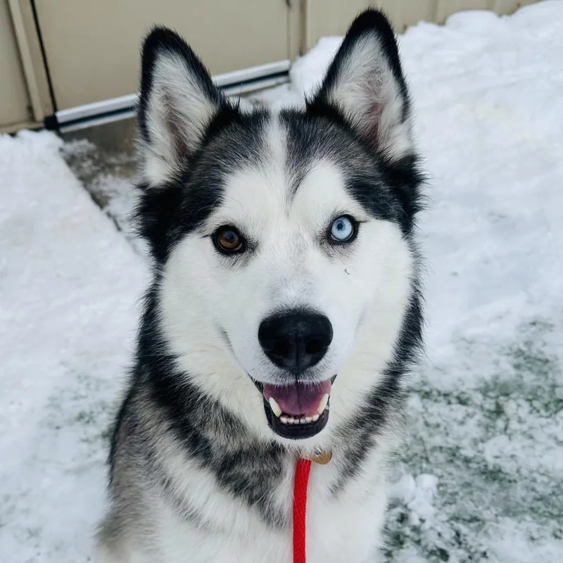 Olaf