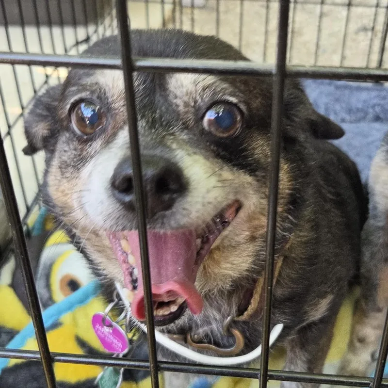 A senior small-sized female Black Mixed Breed dog named Bubbles for adoption in Leander, TX