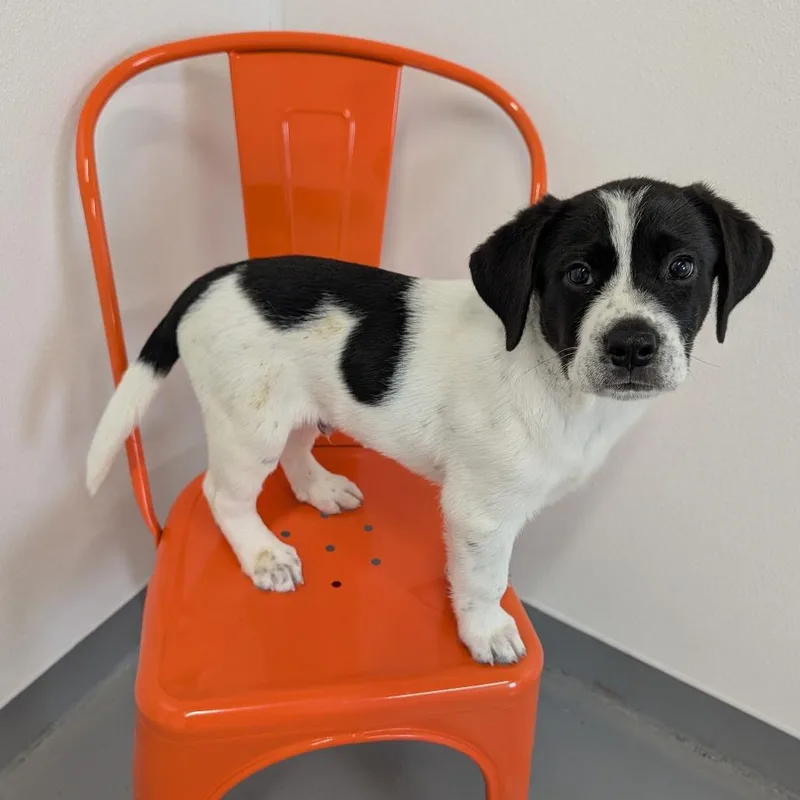 Rexplode thumbnail 2