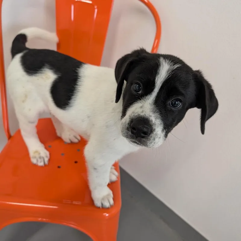 Rexplode thumbnail 3