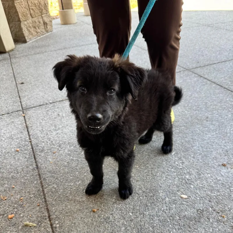 A young small-sized male Black Shepherd dog named Iepastray for adoption in Upland, CA