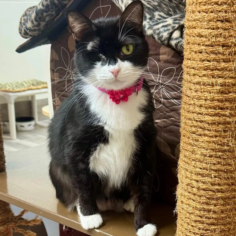 A senior large-sized female Black Domestic Short Hair cat named Jada for adoption in Lakeland, FL