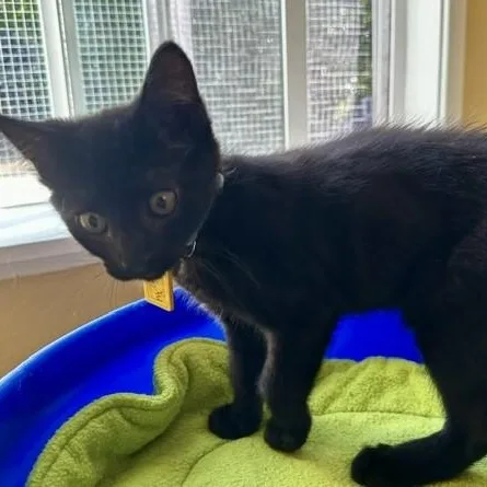 A baby medium-sized male Black Bombay cat named Jody Super Fun for adoption in Hoquiam, WA