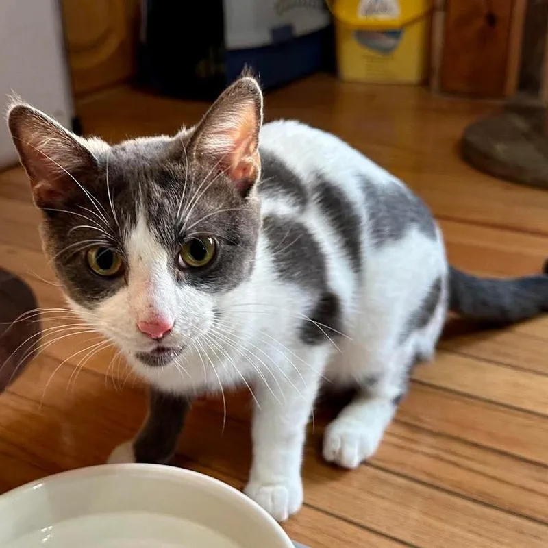 A young small-sized female Gray / Blue / Silver Domestic Short Hair cat named Toph Miller for adoption in Woodstock, VA