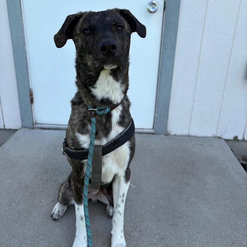 A young medium-sized male Brindle Mixed Breed dog named Boots for adoption in Spokane, WA