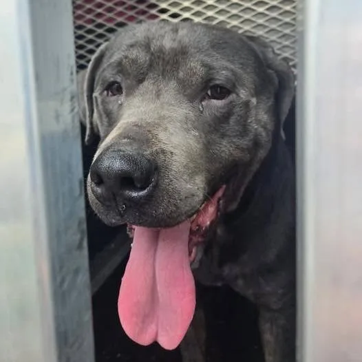 An adult large-sized male Mastiff dog named Yodel for adoption in Tawas City, MI