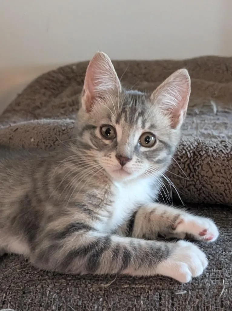 Milo