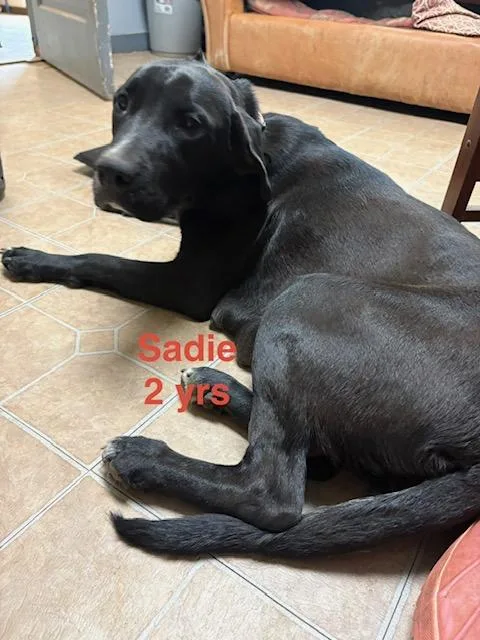 A young large-sized female Black Labrador Retriever dog named Sadie for adoption in Zimmerman, MN