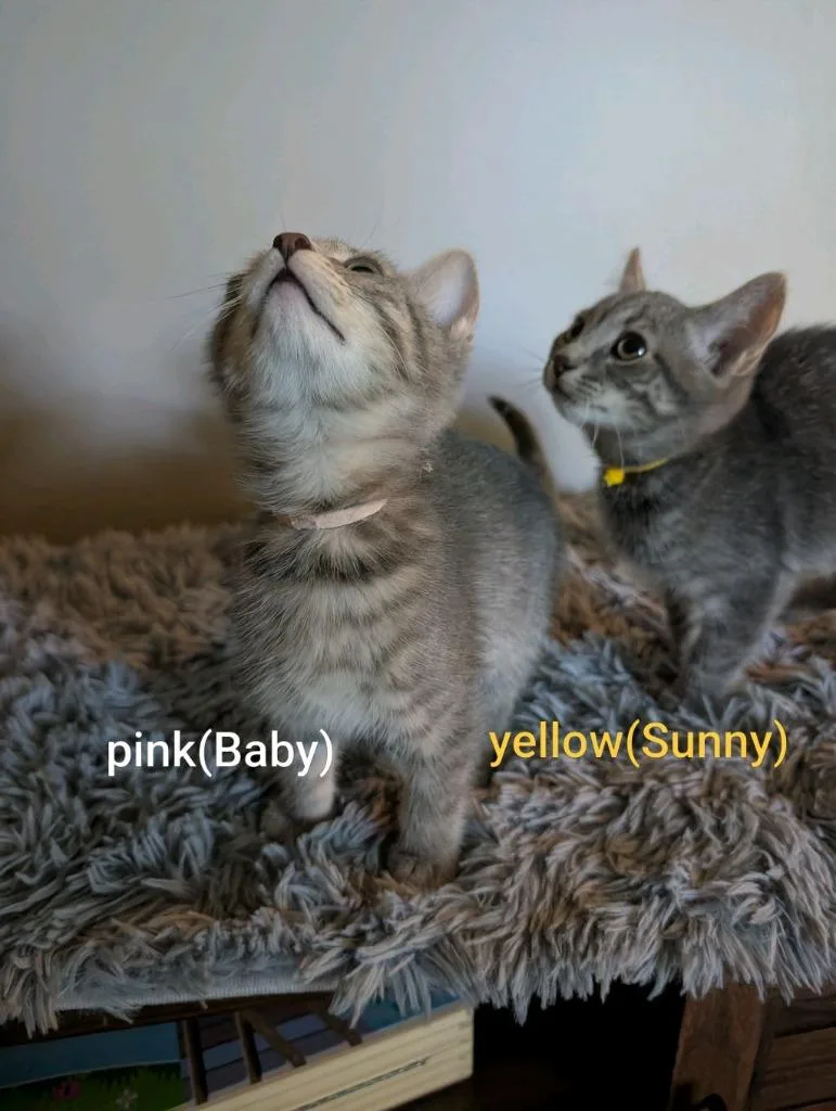 A baby medium-sized female Domestic Short Hair cat named Baby for adoption in Johnson City, TN