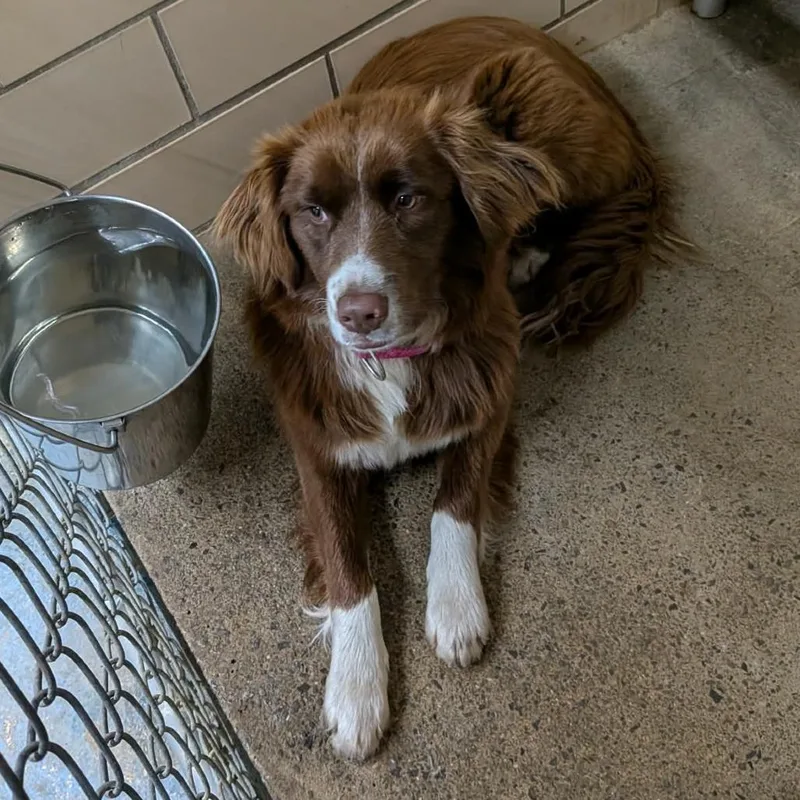 An adult medium-sized female Brown / Chocolate Australian Shepherd dog named Sienna for adoption in Greenville, PA