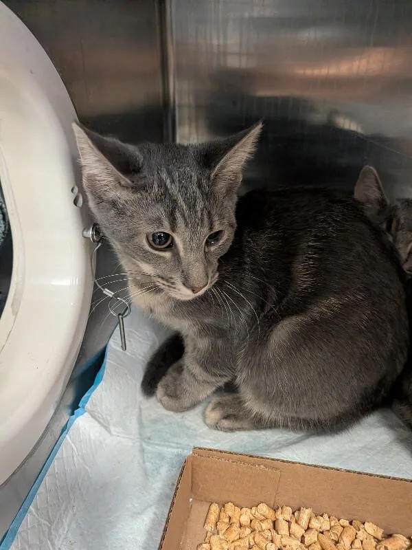 A young medium-sized male Tabby (Gray / Blue / Silver) Domestic Short Hair cat named Matcha Whisk for adoption in Cincinnati, OH