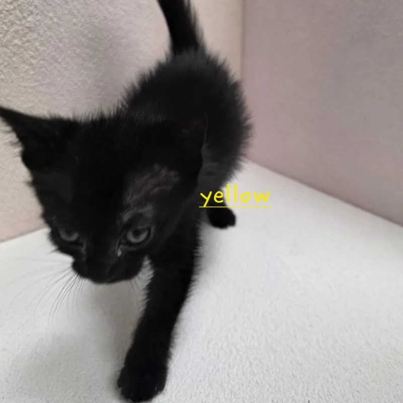 A baby small-sized female Black Domestic Short Hair cat named Acorn for adoption in Jupiter, FL