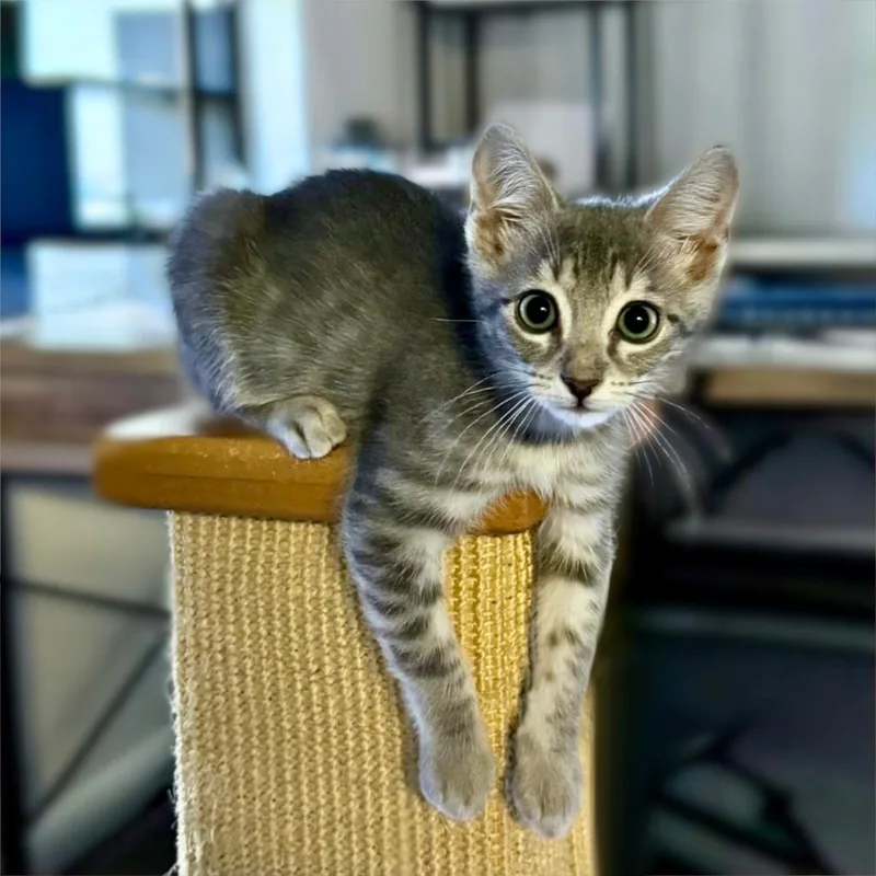 A baby small-sized female Gray / Blue / Silver Domestic Short Hair cat named Eenie for adoption in Houston, TX