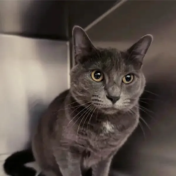 A young medium-sized male Gray / Blue / Silver Domestic Short Hair cat named Cobalt for adoption in Saint Louis, MO