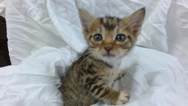 A baby small-sized male Domestic Short Hair cat named Patch for adoption in Miami, FL