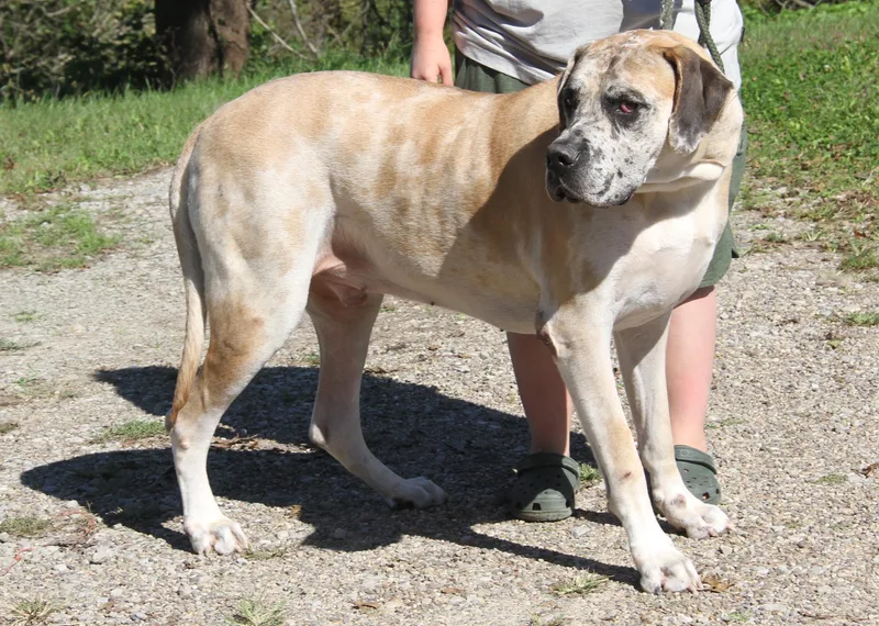An adult extra large-sized male Mastiff dog named Dozer for adoption in Marietta, OH