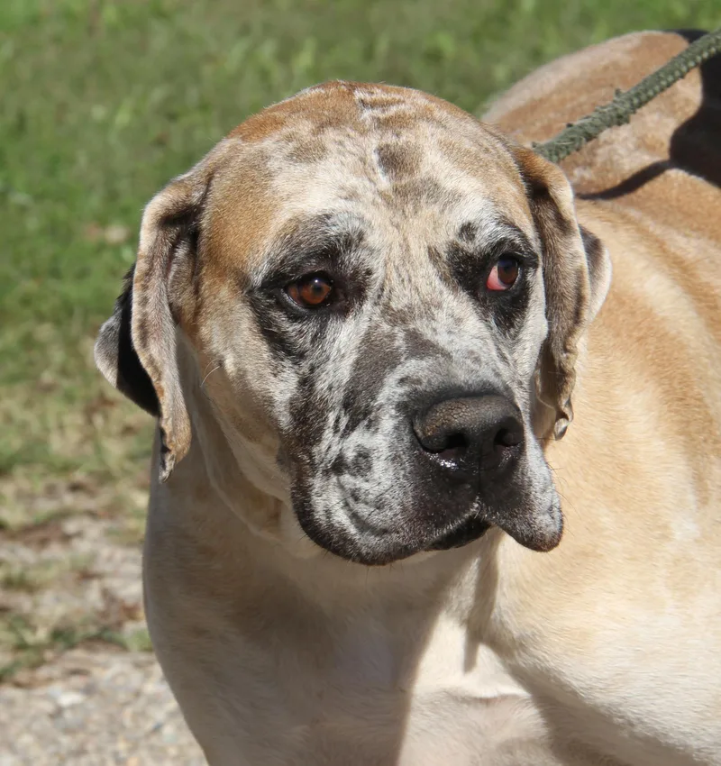 Dozer thumbnail 2