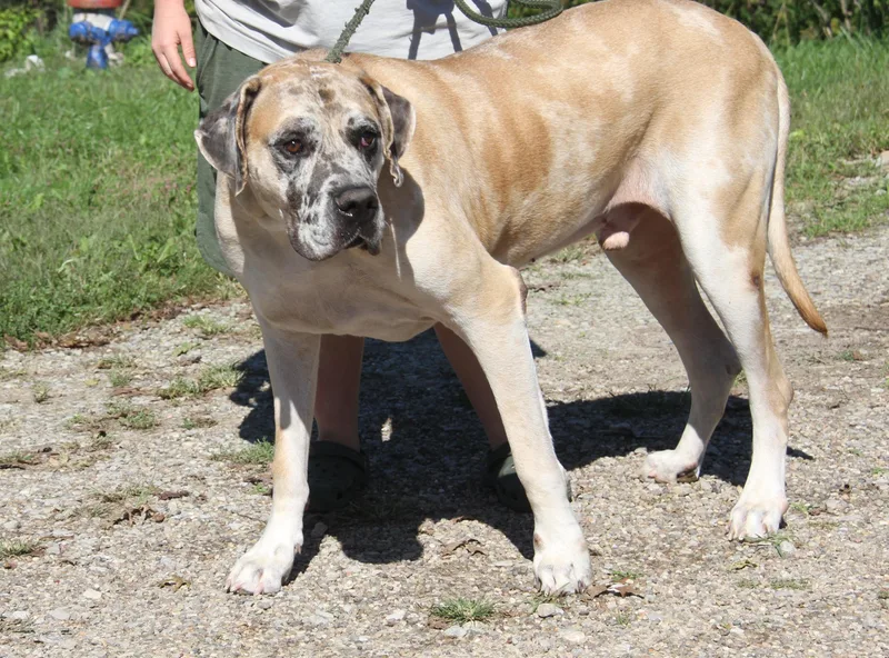 Dozer thumbnail 3