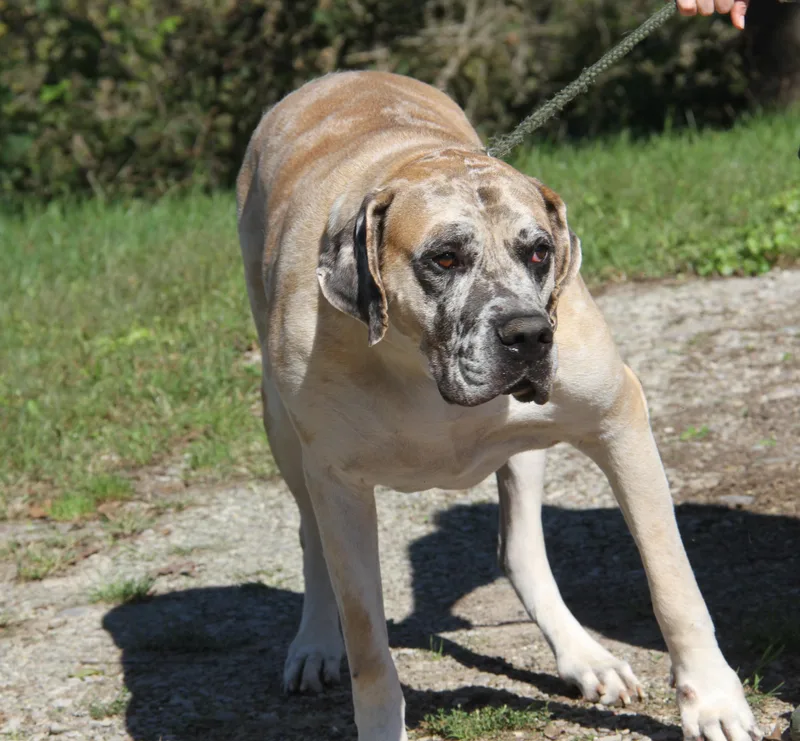 Dozer thumbnail 4