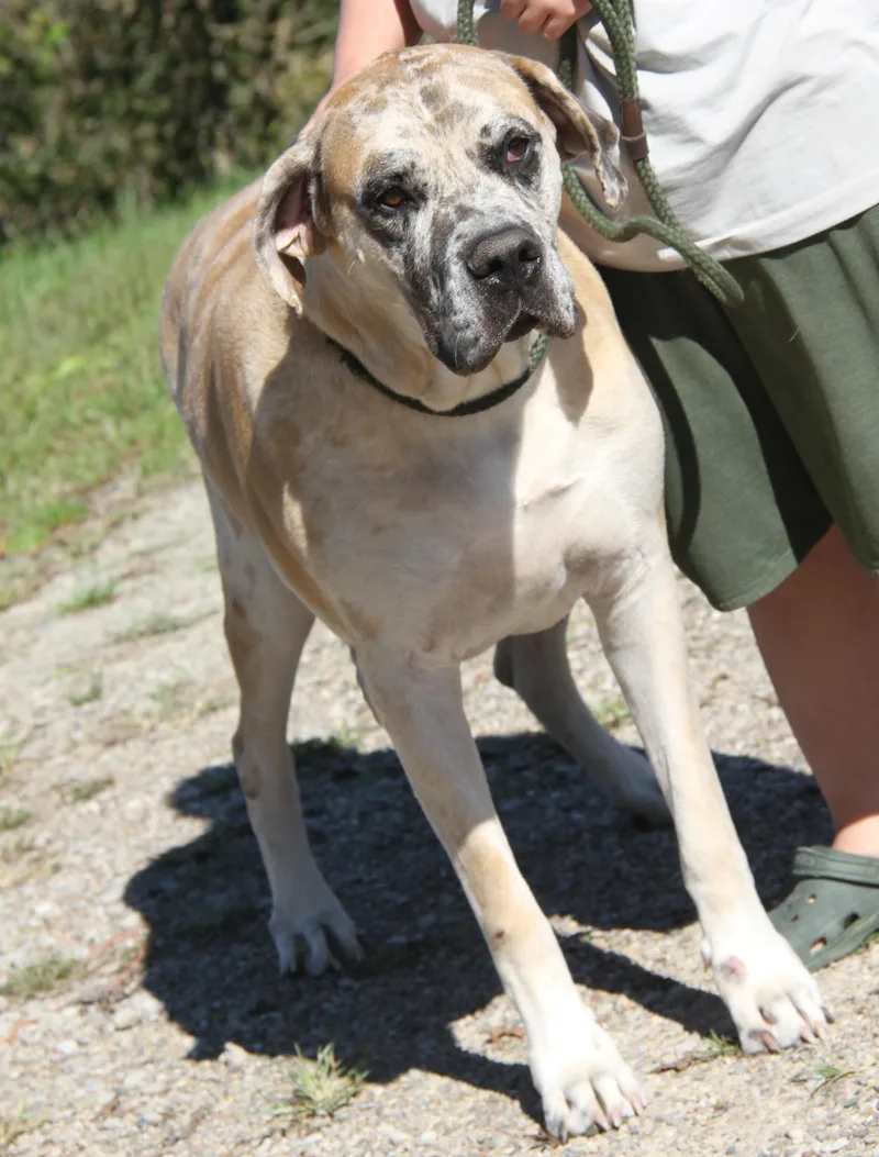 Dozer thumbnail 6