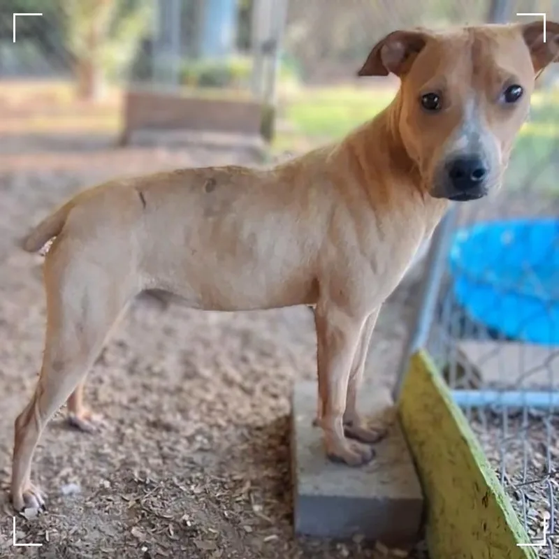 A young medium-sized male Feist dog named Fred for adoption in Enterprise, AL