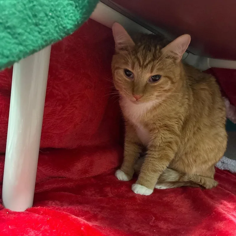 A young large-sized male Orange / Red Domestic Short Hair cat named Clawhauser for adoption in Fredericksburg, VA