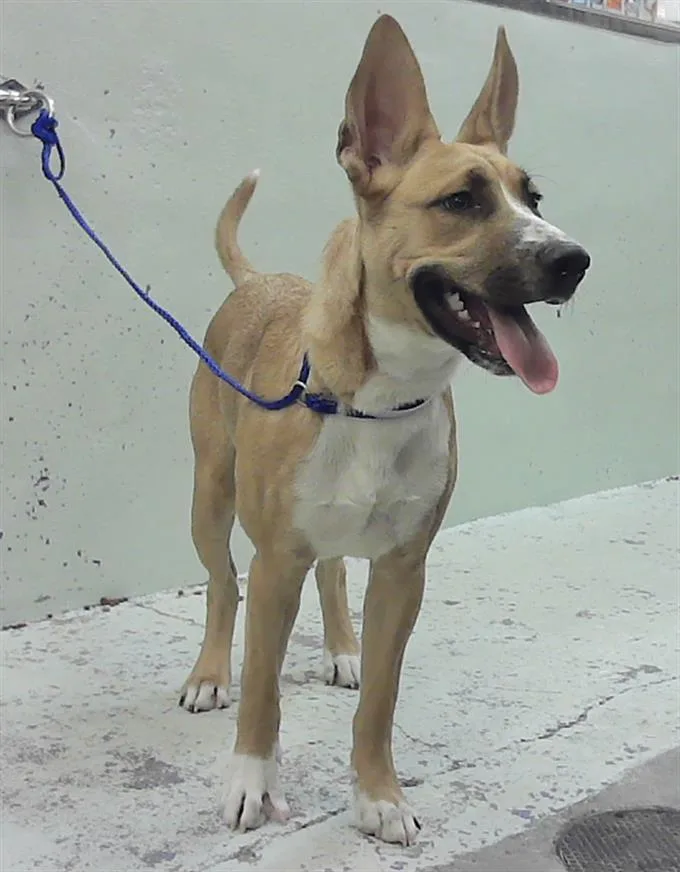 A young large-sized male Staffordshire Bull Terrier dog named Bear for adoption in Houston, TX