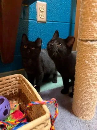 A baby small-sized female Domestic Short Hair cat named Bea for adoption in Williamsport, PA