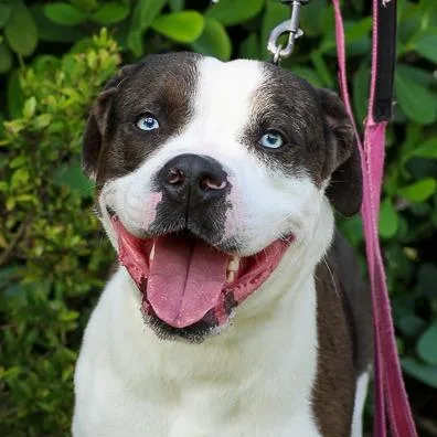 An adult medium-sized male Gray / Blue / Silver Pit Bull Terrier dog named Talon for adoption in Bradenton, FL