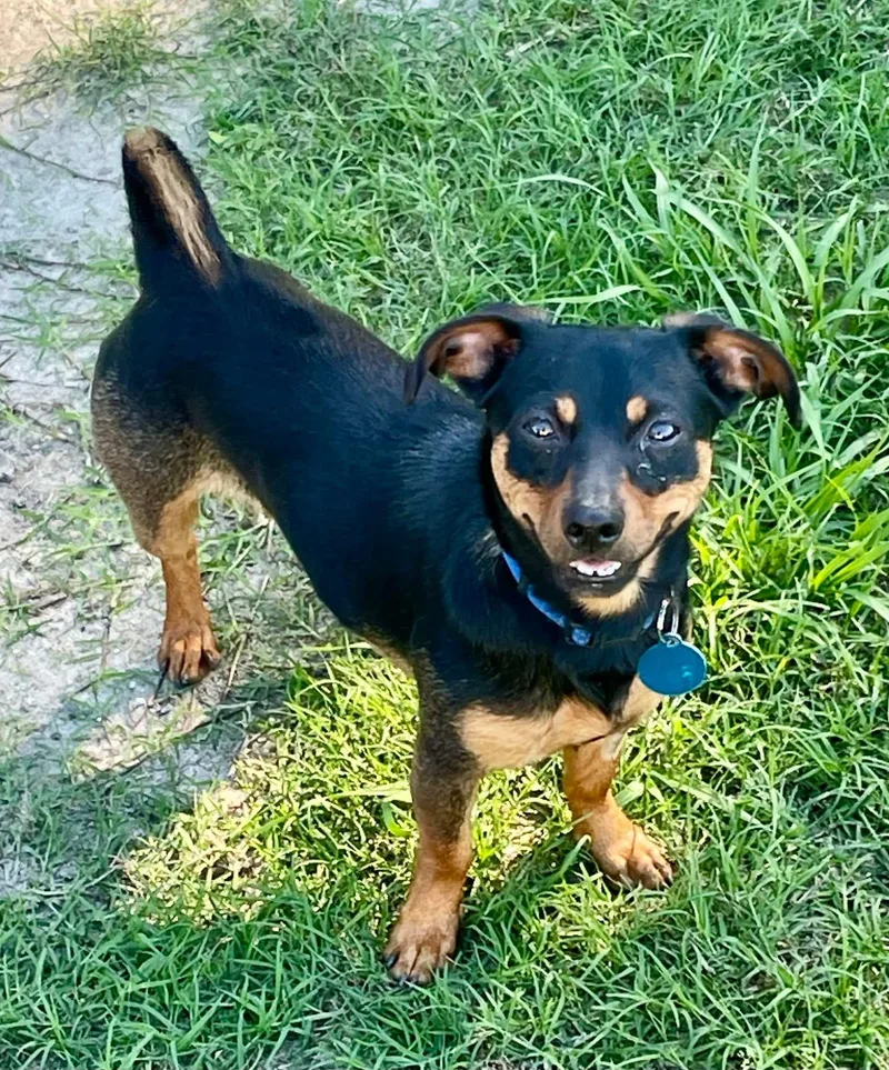 A young small-sized male Chihuahua dog named Pedro for adoption in Augusta, ME