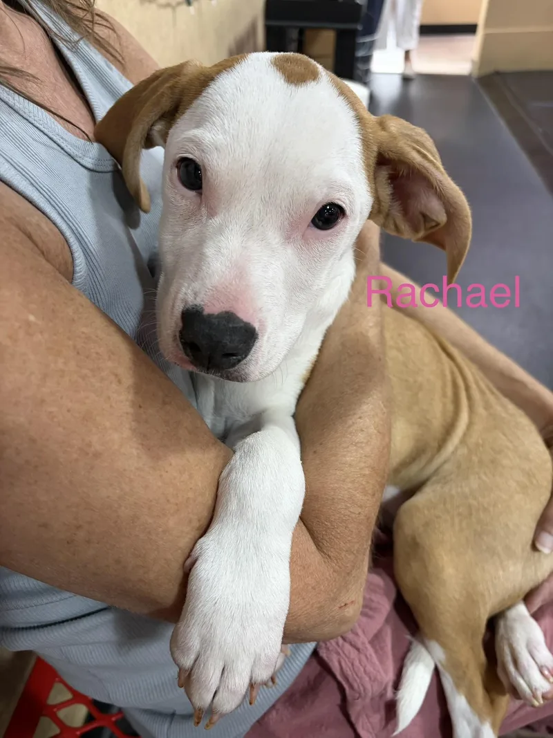 A baby medium-sized female Hound dog named Rachael for adoption in Davisburg, MI