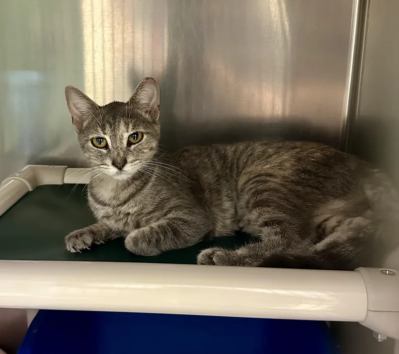 An adult medium-sized female Tabby (Gray / Blue / Silver) Domestic Short Hair cat named Flutter for adoption in Parsippany, NJ