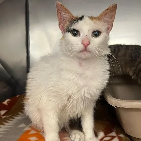 A baby medium-sized female Calico Domestic Short Hair cat named Angel for adoption in Lake Panasoffkee, FL