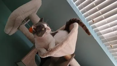 Teddy thumbnail 2