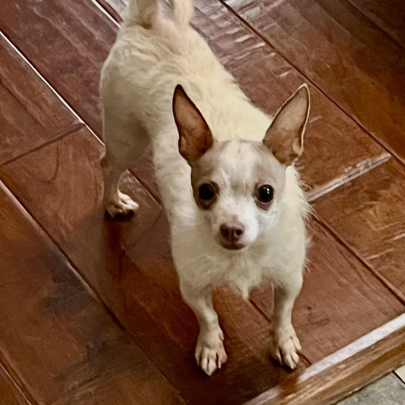 A young small-sized female White / Cream Chihuahua dog named Gigi for adoption in Cordova, TN