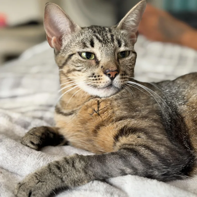 A young medium-sized female Tabby (Brown / Chocolate) Domestic Short Hair cat named Queenie for adoption in Orange, CA