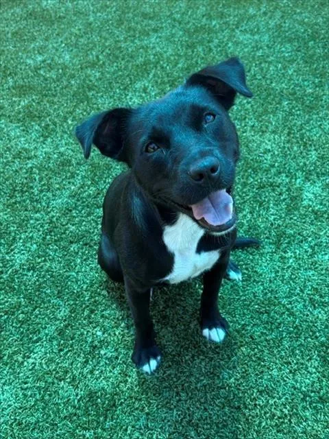 An adult medium-sized female Labrador Retriever dog named Peggy for adoption in Brunswick, GA