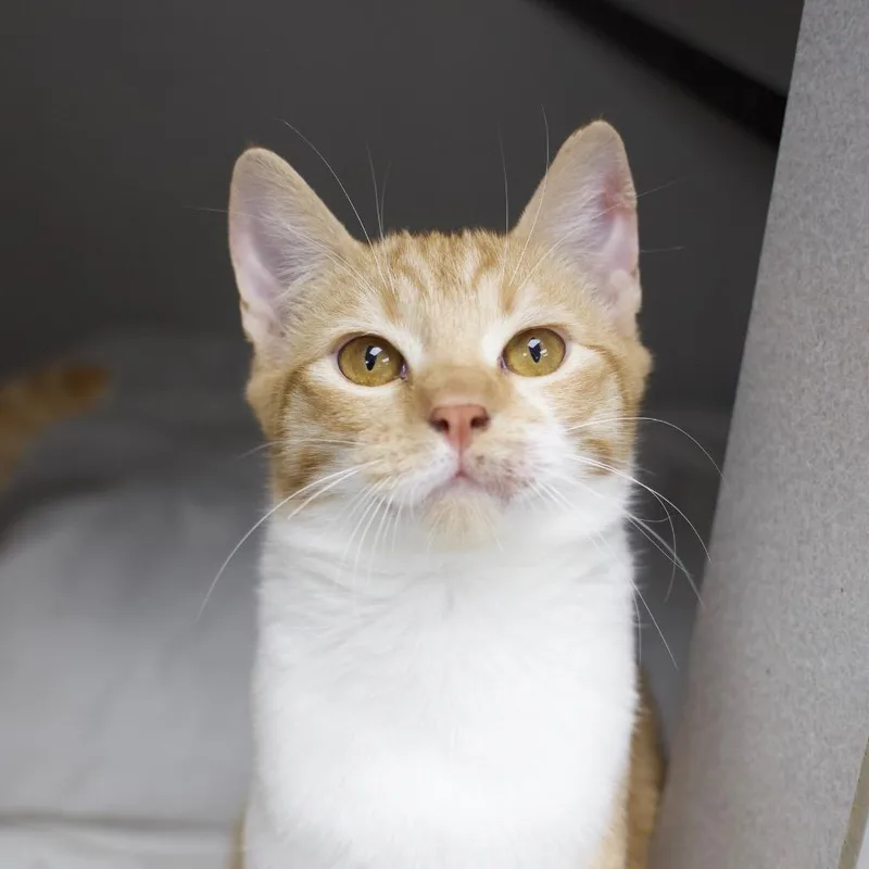 A young small-sized male Domestic Short Hair cat named Orange Juice for adoption in Los Angeles, CA