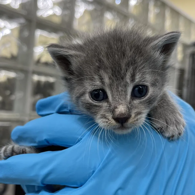 A baby small-sized female Gray / Blue / Silver Domestic Short Hair cat named Marie for adoption in West Palm Beach, FL