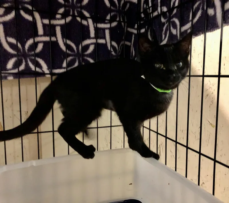 An adult small-sized female Domestic Short Hair cat named Fuzzy Wuzzy K for adoption in Sherwood, OR