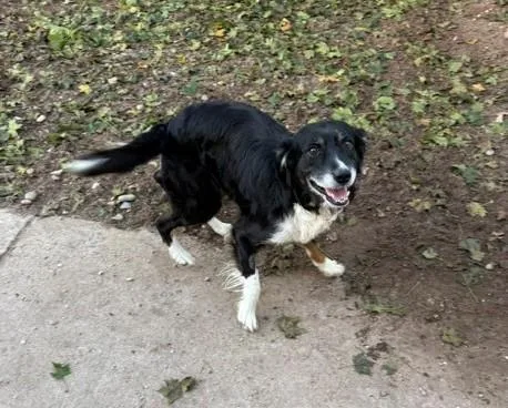 An adult medium-sized male Border Collie dog named Blue for adoption in Bellaire, MI