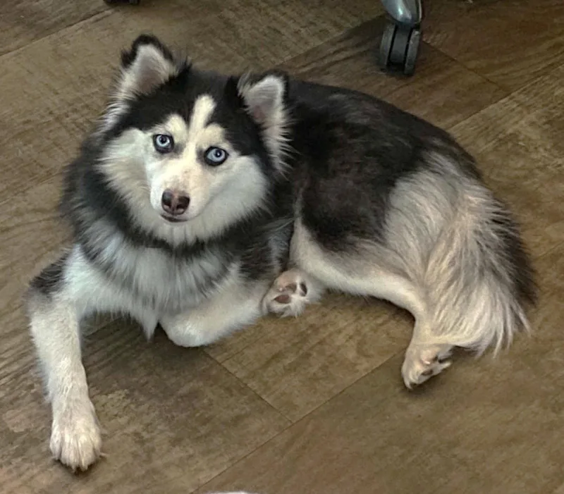 A young small-sized female Pomeranian dog named Snowy TX for adoption in Boonton, NJ