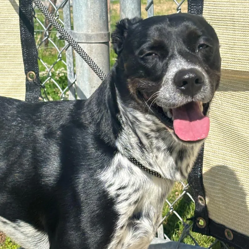 An adult medium-sized male Black Cattle Dog dog named Boba for adoption in League City, TX