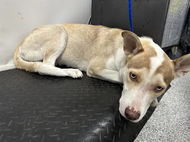 A young large-sized female Siberian Husky dog named A for adoption in Pasadena, TX