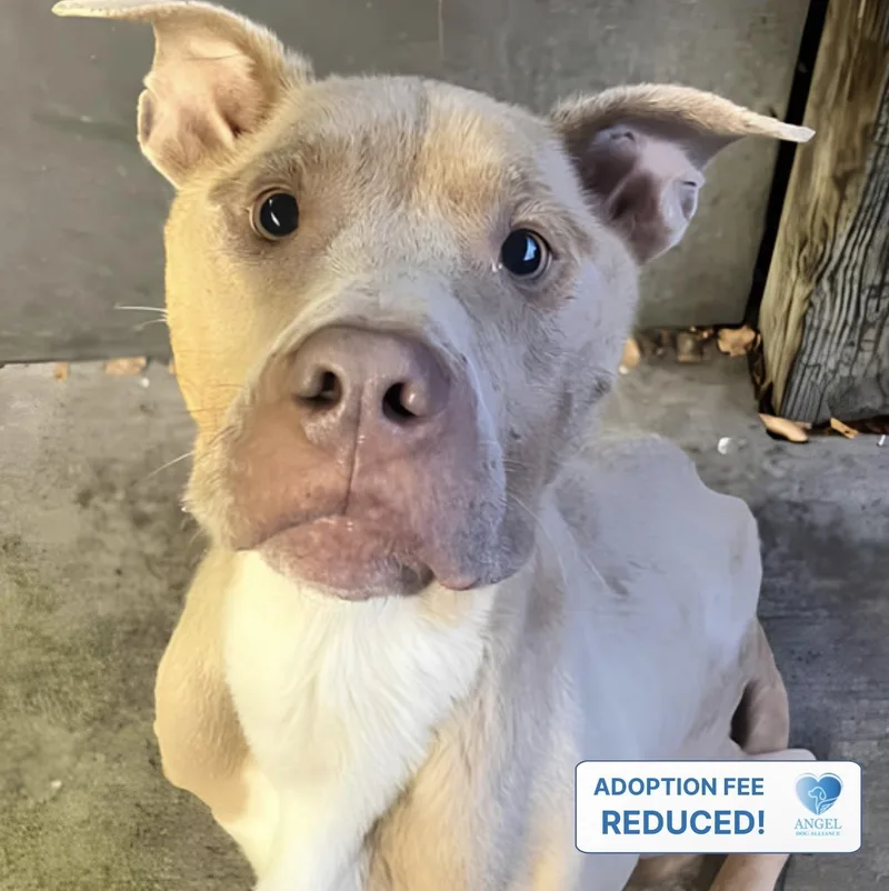An adult medium-sized male Yellow / Tan / Blond / Fawn Pit Bull Terrier dog named Lokin for adoption in Naperville, IL