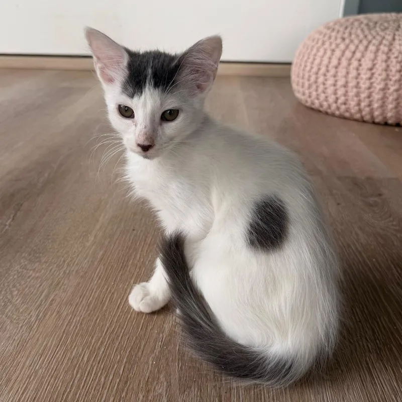 A baby small-sized female White Domestic Medium Hair cat named Possum for adoption in Gonzales, LA
