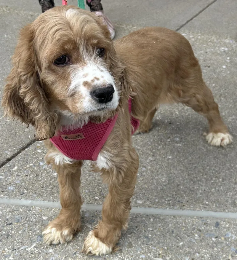 An adult medium-sized female Cocker Spaniel dog named Dori for adoption in Westminster, MD