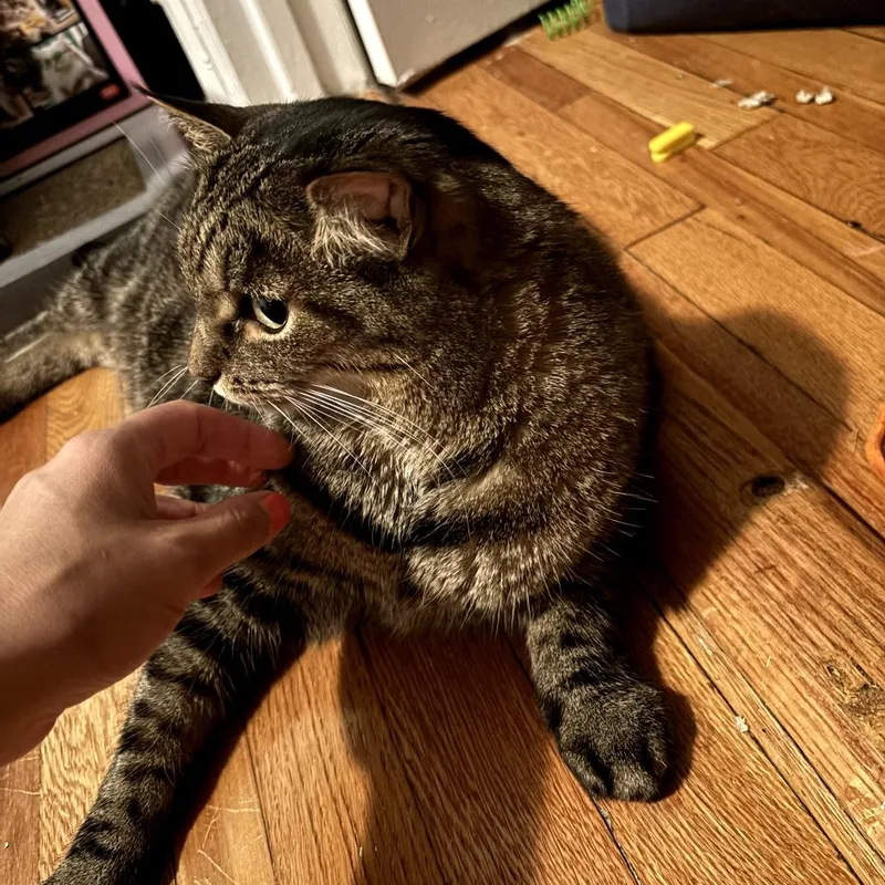 An adult medium-sized female Gray / Blue / Silver Domestic Short Hair cat named Sugar for adoption in Brooklyn, NY