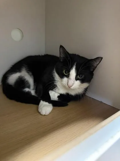 An adult medium-sized female Domestic Short Hair cat named Salt for adoption in North Miami Beach, FL