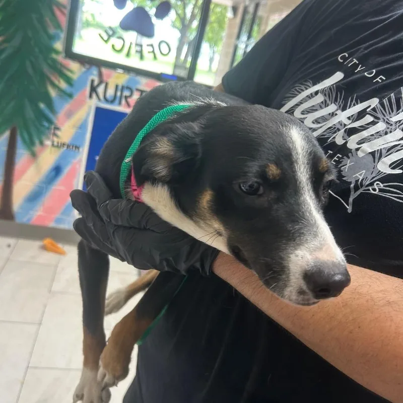 A baby small-sized female Black Mixed Breed dog named Clara for adoption in Lufkin, TX